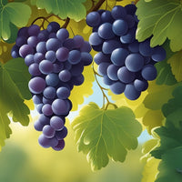 Grape Black Muscat Hamburg