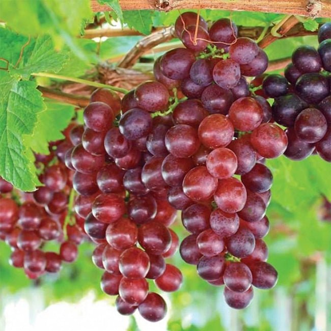 Grape Black Opal - Ladybird Nursery