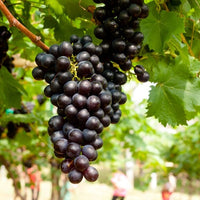 Grape Black Opal - Ladybird Nursery