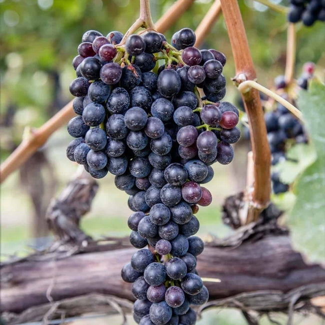 Grape Cabernet Sauvignon