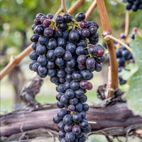 Grape Cabernet Sauvignon