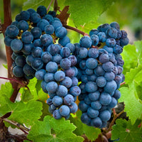 Grape Cabernet Sauvignon