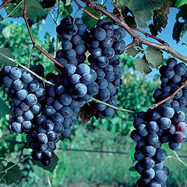 Grape Cabernet Sauvignon
