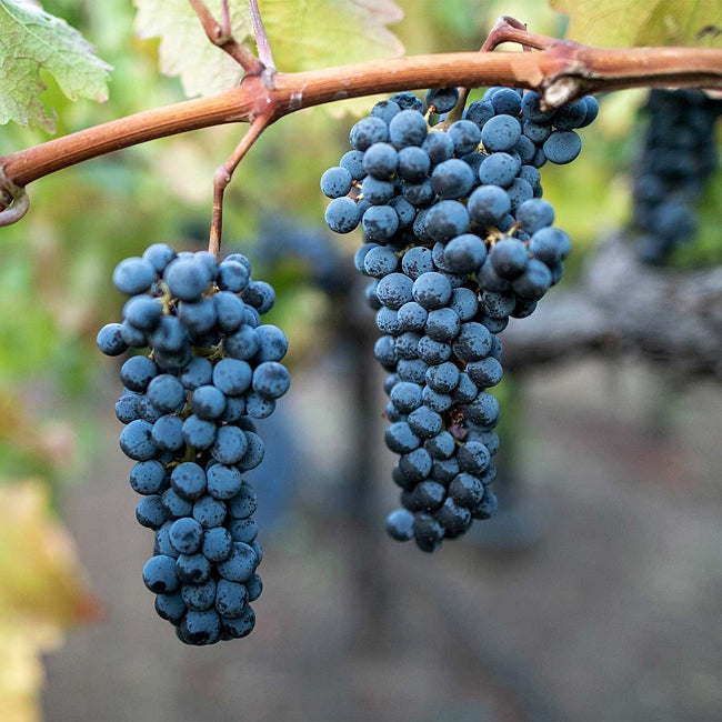 Grape Cabernet Sauvignon