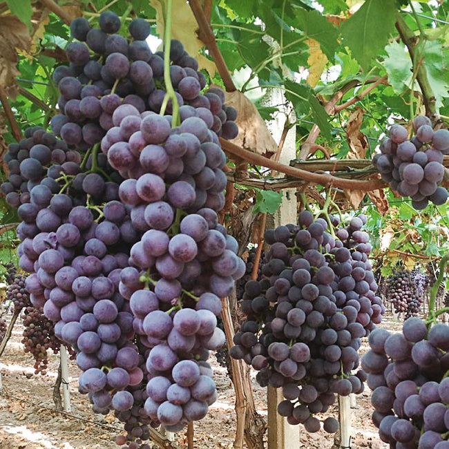 Grape Carolina Black Rose