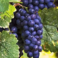 Grape Carolina Black Rose