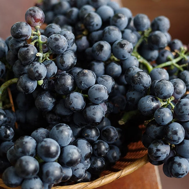 Grape Carolina Black Rose