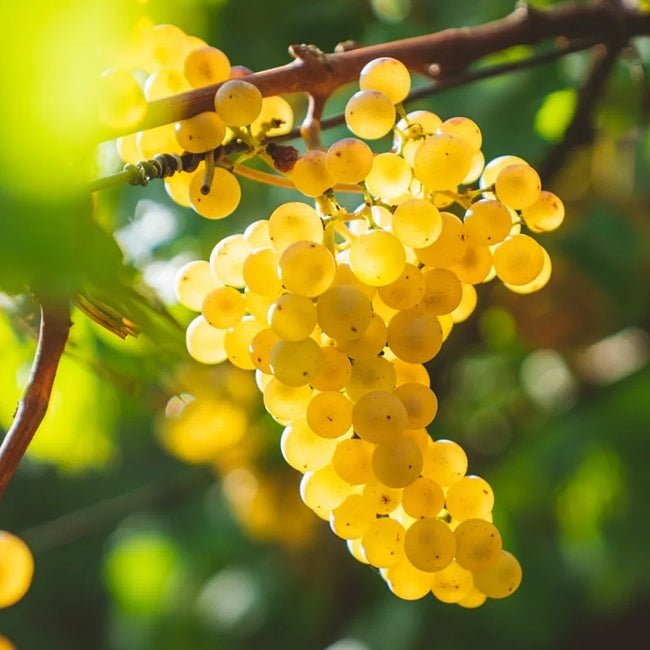 Grape Chardonnay - Ladybird Nursery