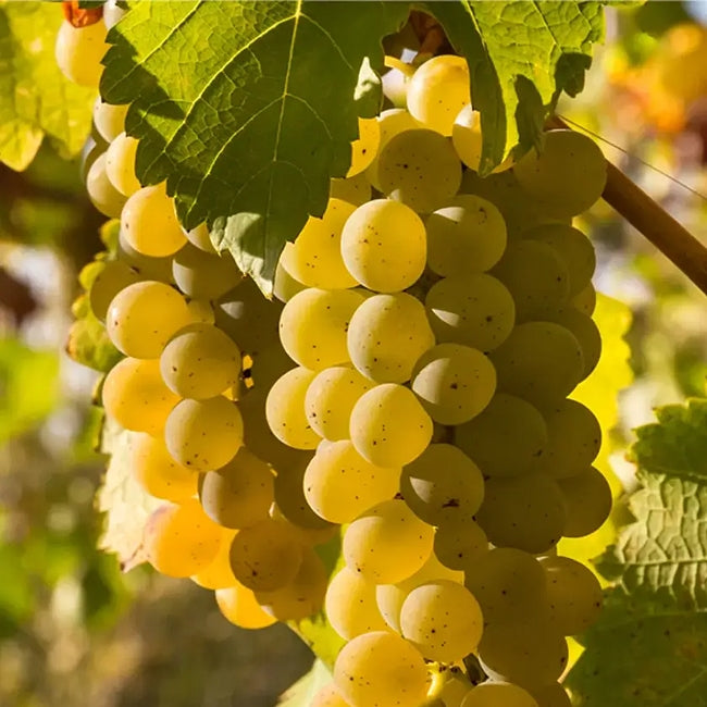 Grape Chardonnay