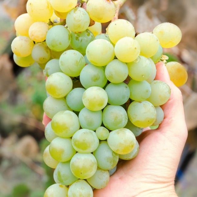 Grape Chardonnay - Ladybird Nursery