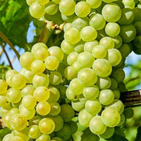 Grape Chardonnay - Ladybird Nursery