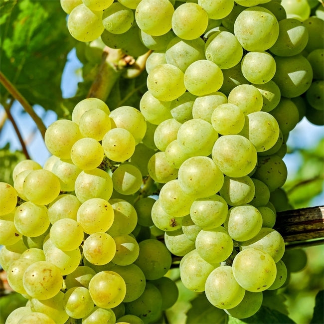 Grape White Italia