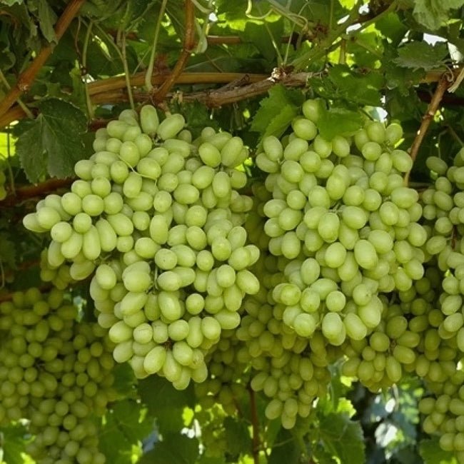 Grape Gordo Blanco - Ladybird Nursery