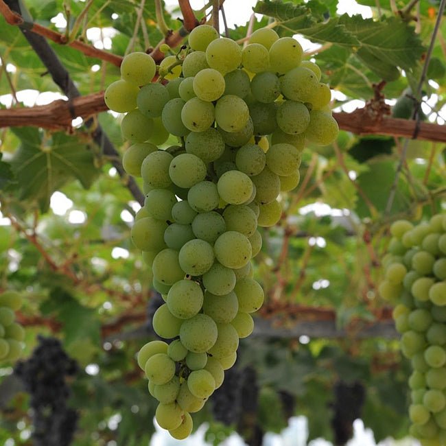 Grape Gordo Blanco - Ladybird Nursery
