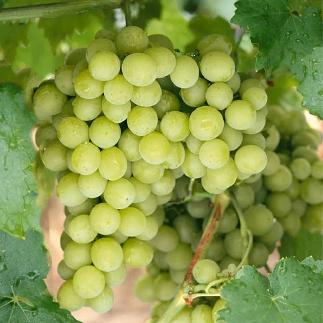 Grape Gordo Blanco - Ladybird Nursery