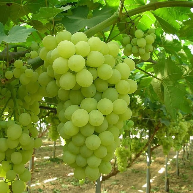 Grape Gordo Blanco - Ladybird Nursery