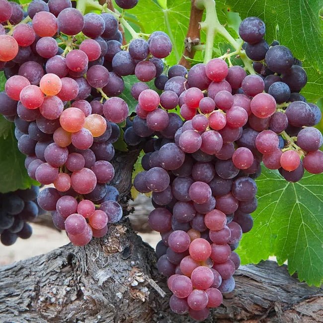 Grape Grenache - Ladybird Nursery