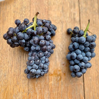 Grape Grenache - Ladybird Nursery
