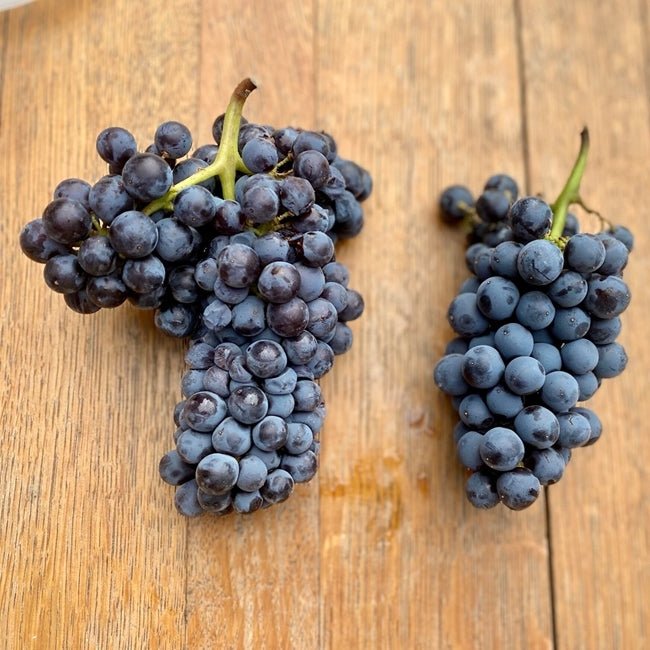 Grape Grenache - Ladybird Nursery