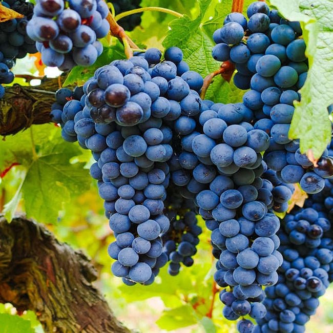 Grape Grenache - Ladybird Nursery