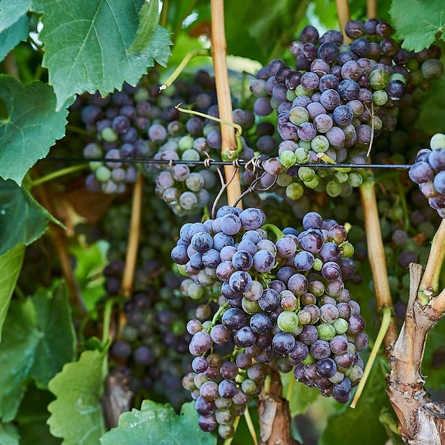 Grape Grenache - Ladybird Nursery