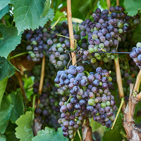 Grape Grenache