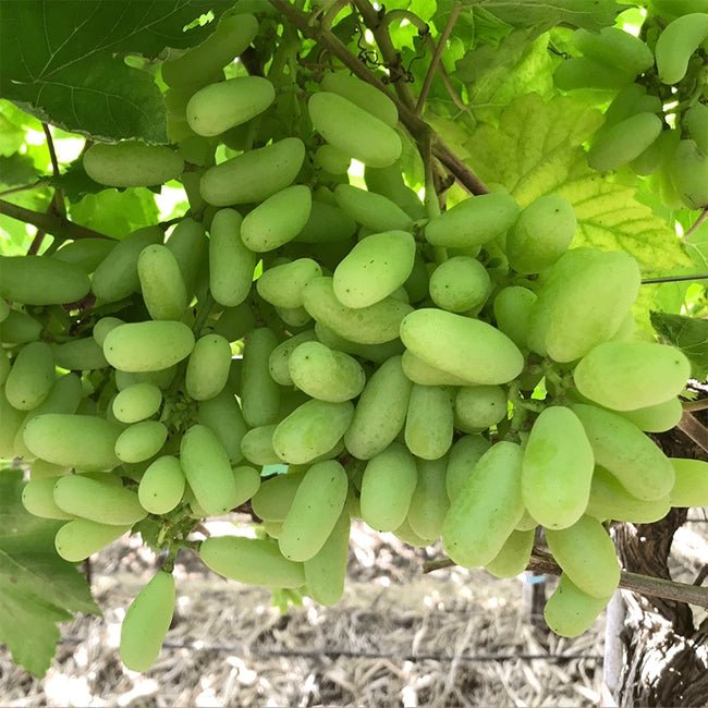 Grape Lady Patricia - Ladybird Nursery