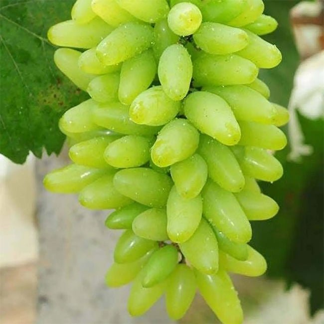 Grape Lady Patricia - Ladybird Nursery