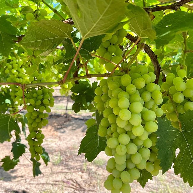 Grape Maroo Seedless - Ladybird Nursery