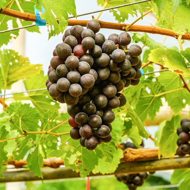 Grape Maroo Seedless - Ladybird Nursery