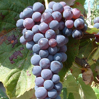 Grape Maroo Seedless - Ladybird Nursery
