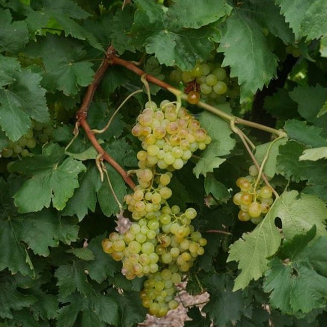 Grape 'Menindee Seedless' (QLD Only) - Large size - Ladybird Nursery