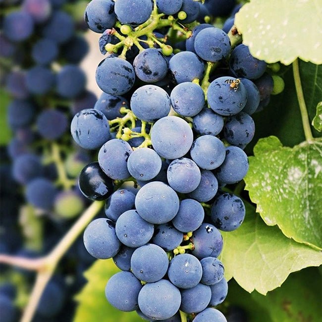 Grape Merlot - Ladybird Nursery