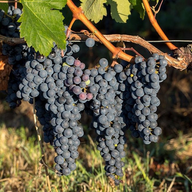 Grape Merlot - Ladybird Nursery