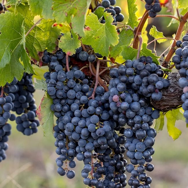 Grape Merlot - Ladybird Nursery