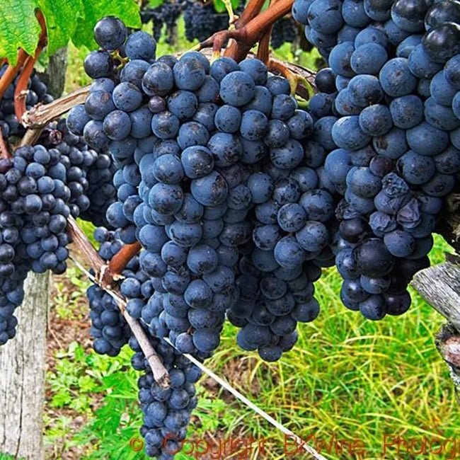Grape Merlot - Ladybird Nursery