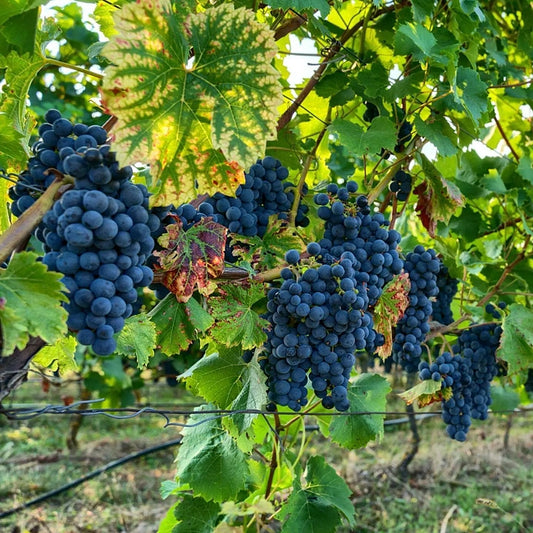 Grape Pinot noir