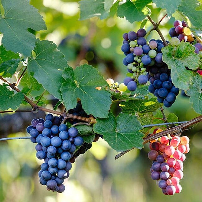 Grape Pinot noir - Ladybird Nursery