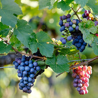 Grape Pinot noir