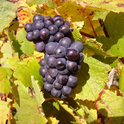 Grape Pinot noir - Ladybird Nursery