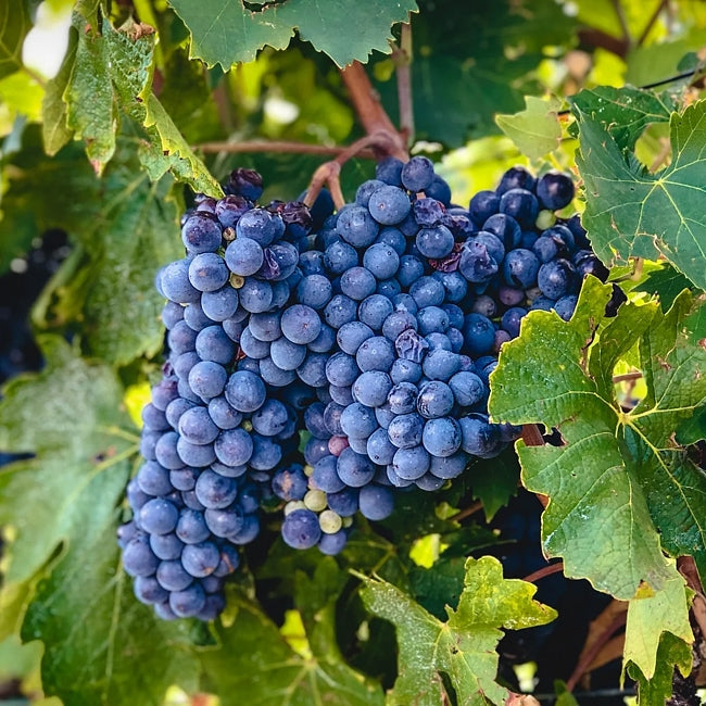 Grape Sangiovese