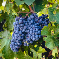 Grape Sangiovese