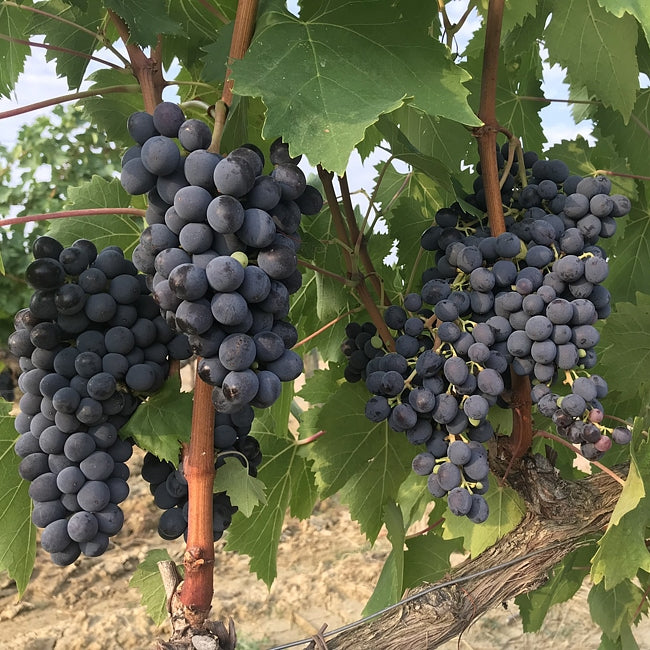 Grape Sangiovese