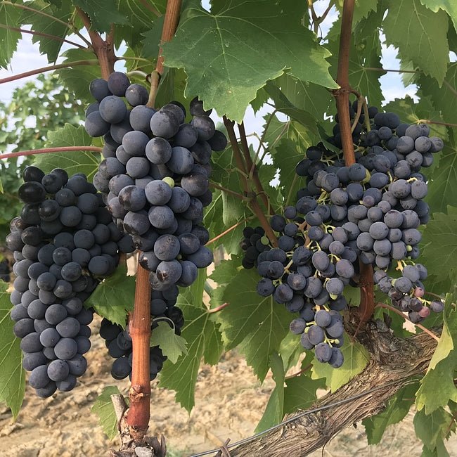 Grape Sangiovese - Ladybird Nursery