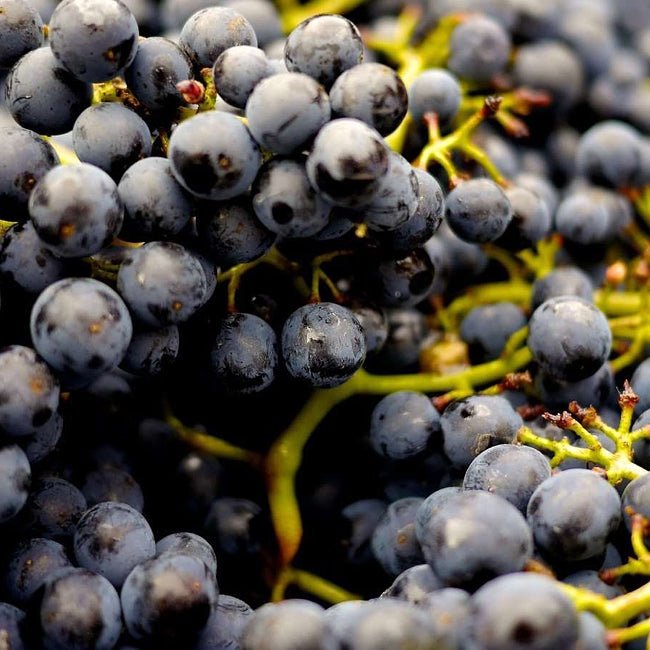 Grape Sangiovese - Ladybird Nursery