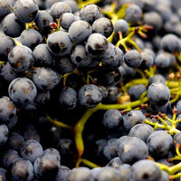 Grape Sangiovese - Ladybird Nursery