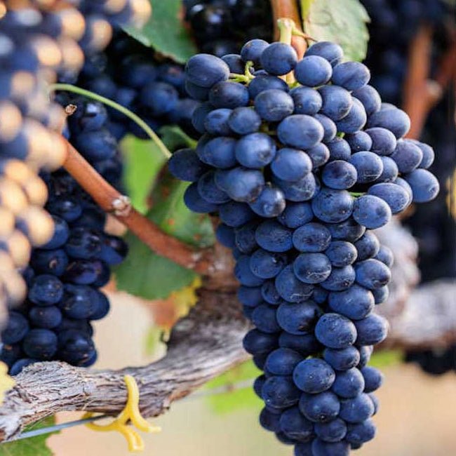 Grape Shiraz - Ladybird Nursery