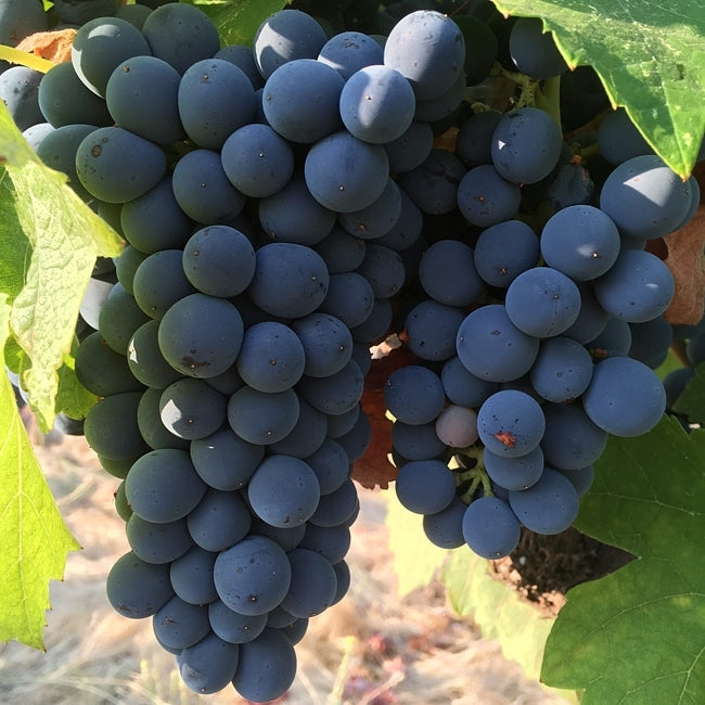Grape Shiraz