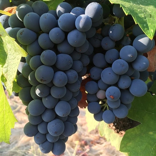 Grape Shiraz - Ladybird Nursery