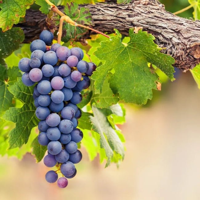 Grape Shiraz - Ladybird Nursery